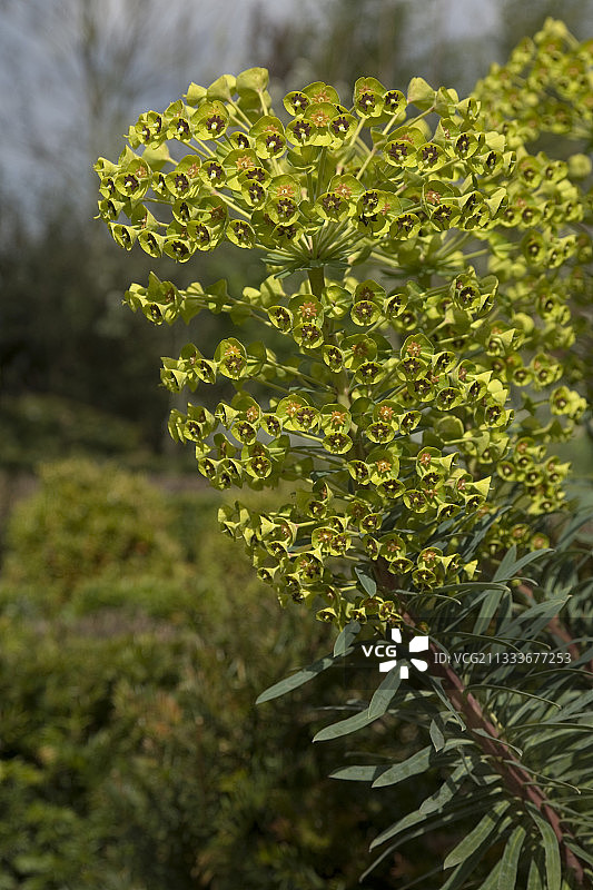 埃尔西花园中盛开的大戟花图片素材