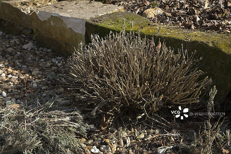 花园中修剪后的薰衣草丛图片素材