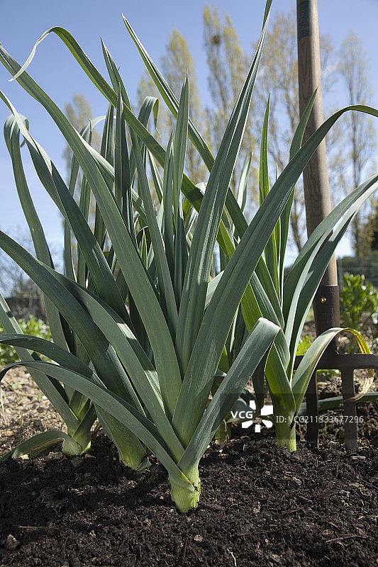 厨房花园里的马拉巴韭葱图片素材