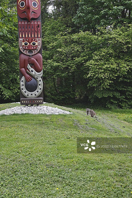 温哥华斯坦利公园图腾柱旁的浣熊图片素材