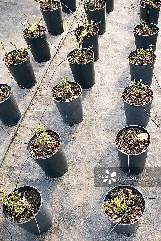 玫瑰苗圃中的滴灌系统图片素材