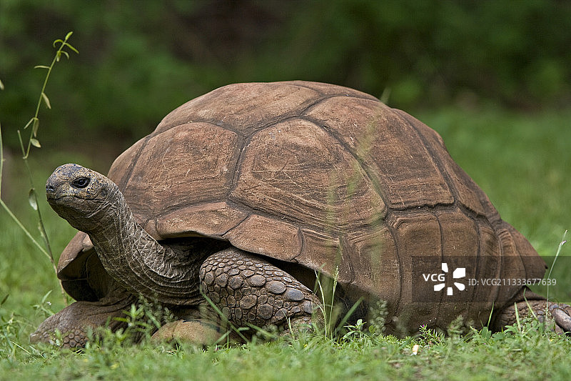 在公园里行走的南美黄脚陆龟图片素材