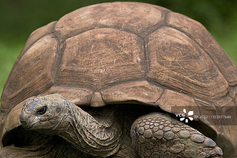 南美黄脚陆龟肖像图片素材