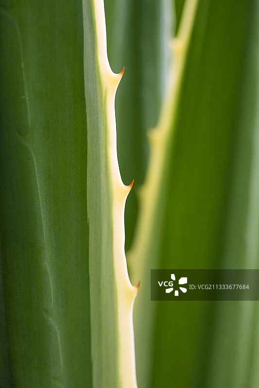 马提尼克岛花园中的龙舌兰带刺叶子图片素材