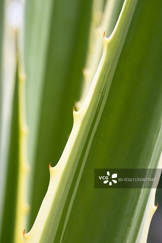 马提尼克岛花园中的龙舌兰带刺叶子图片素材