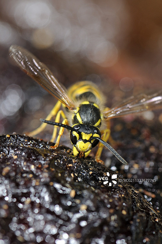 德国黄蜂在李子馅饼上进食图片素材