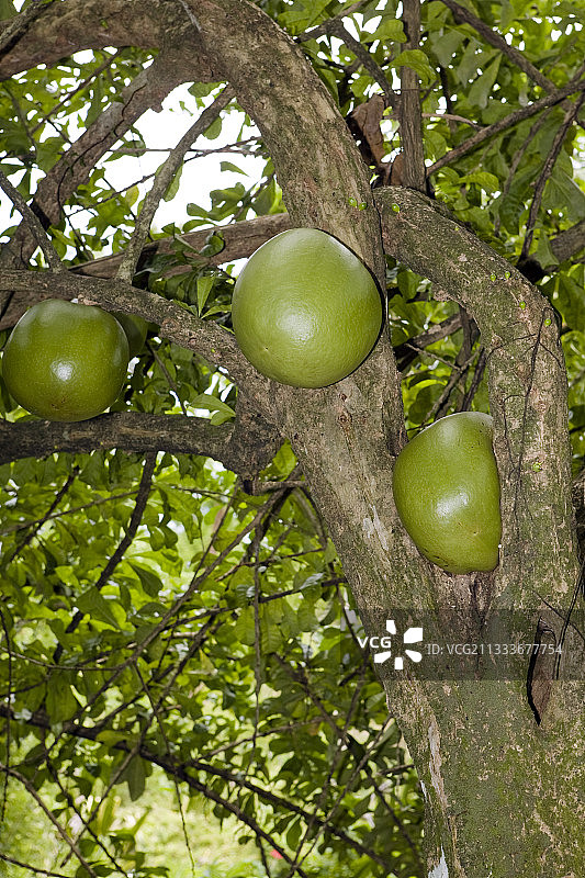 马提尼克岛花园里的葫芦树图片素材