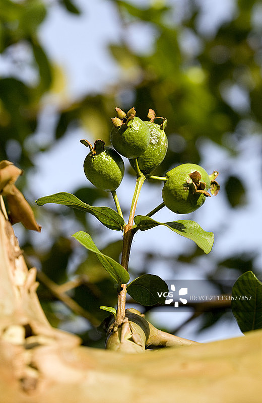 马提尼克岛花园树枝上的青柠图片素材