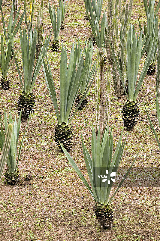 马提尼克岛花园中的龙舌兰种植园图片素材