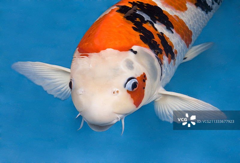 法国绿松石水中的白头昭和锦鲤图片素材