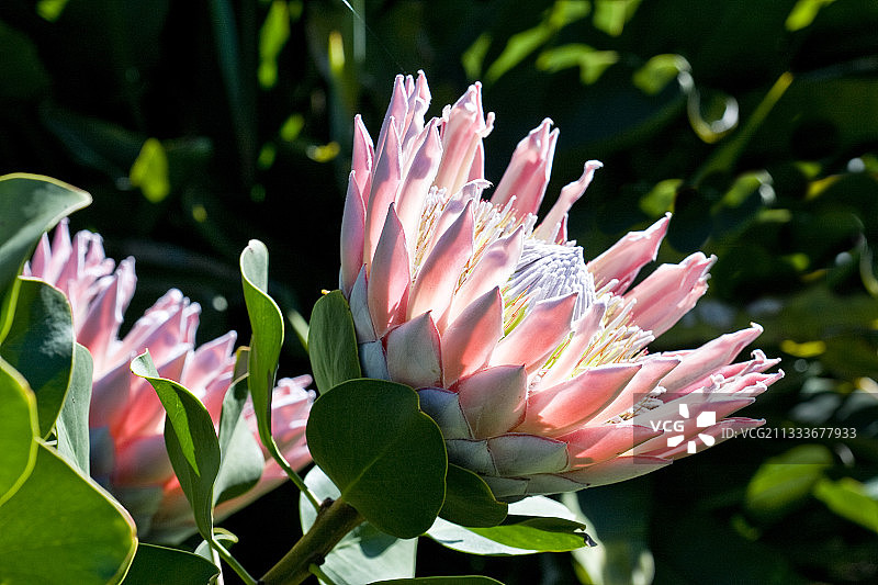 粉色普洛提亚花图片素材