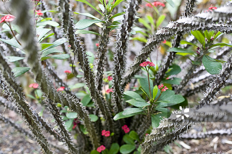 城市：克鲁斯港图片素材