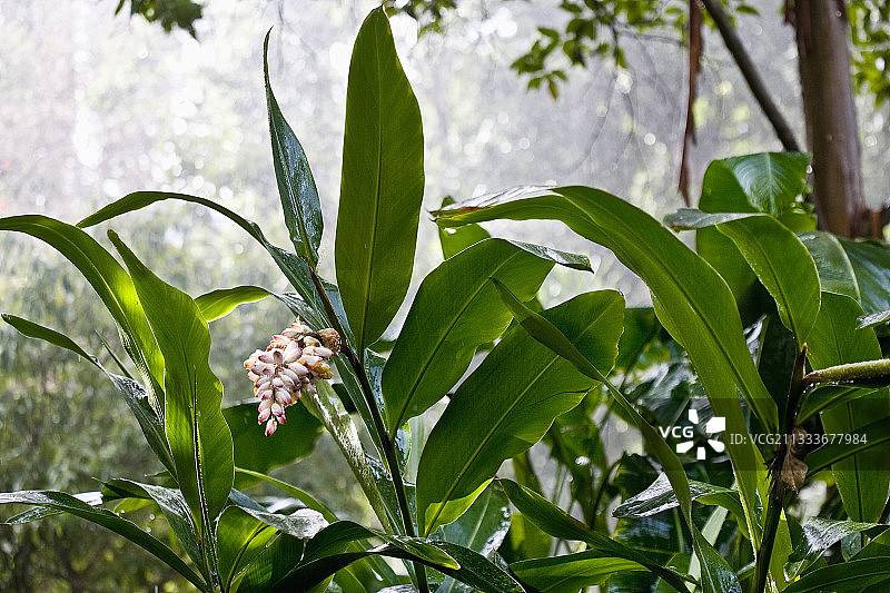 城市：拉克鲁斯港图片素材