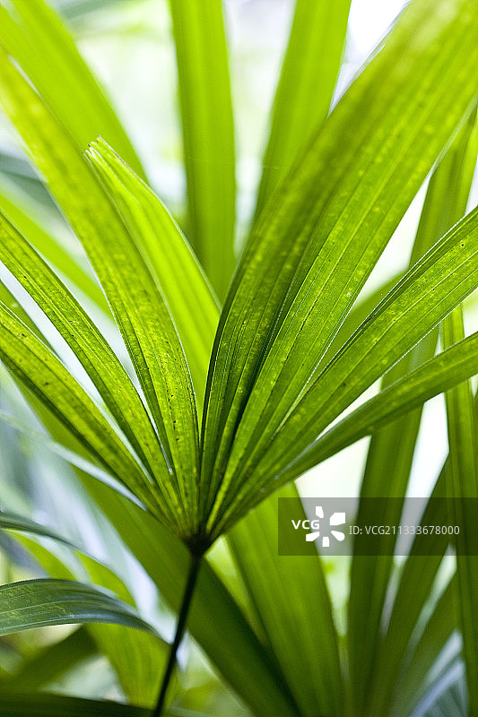 城市：拉克鲁斯港图片素材