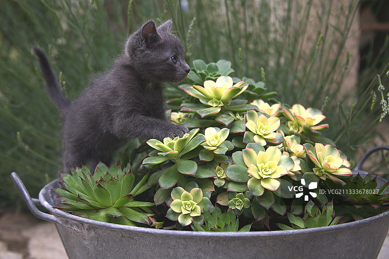 花盆里的小猫图片素材
