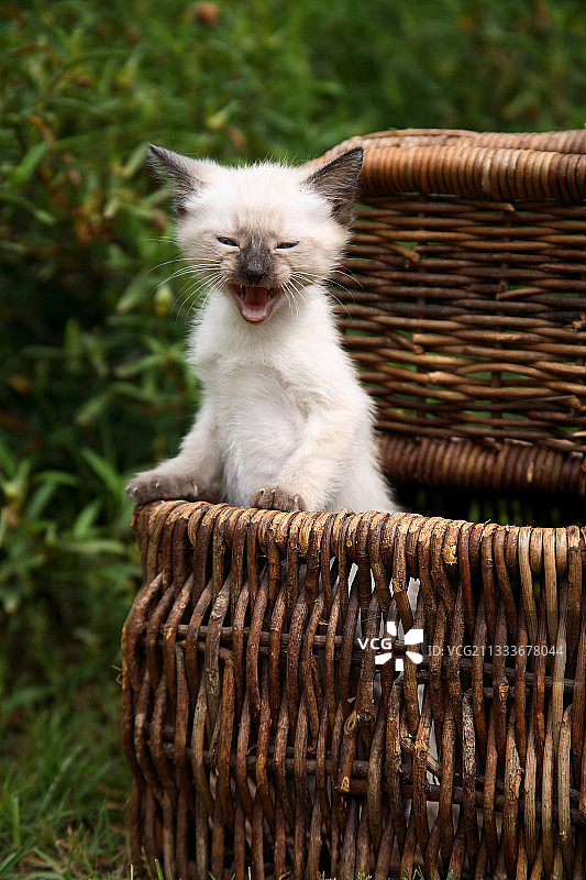 在花园篮子里打呵欠的小猫图片素材
