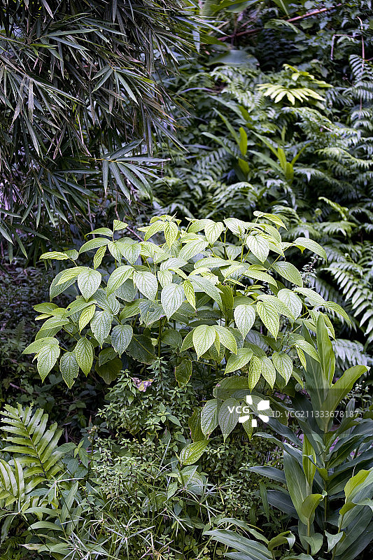马提尼克岛的蒌叶图片素材