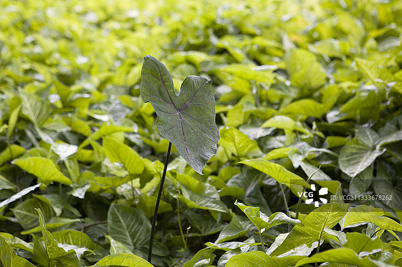 马提尼克岛花叶芋图片素材