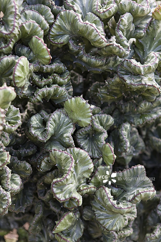 马提尼克岛花园中的鸡冠大戟图片素材