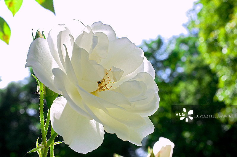 花园中盛开的冰山玫瑰图片素材