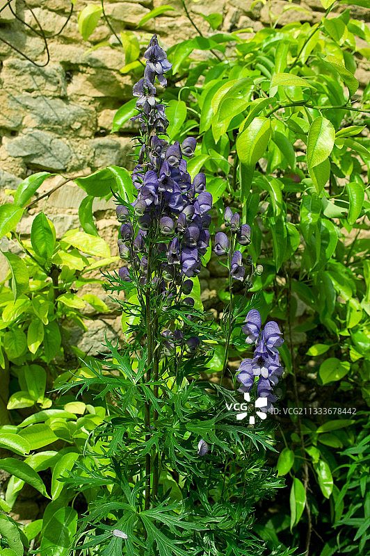 花园中盛开的乌头属植物图片素材