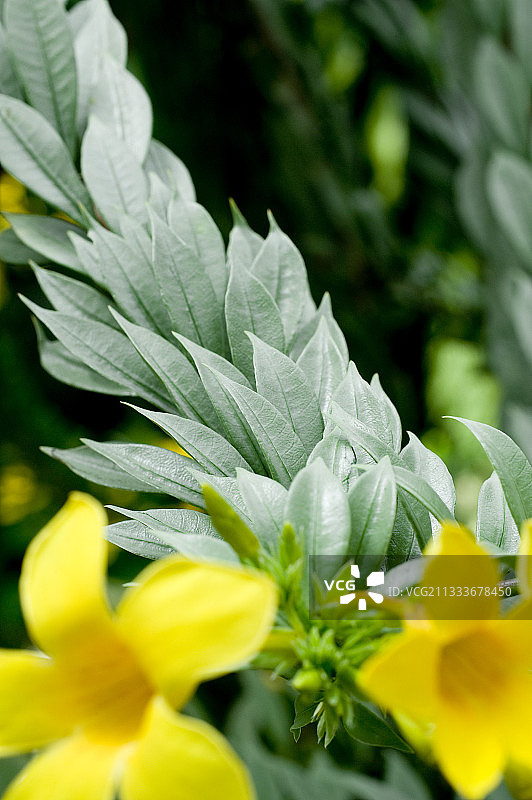 花园里的金喇叭花图片素材