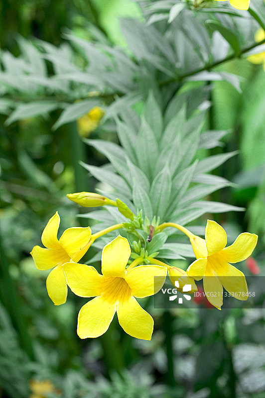 花园里盛开的金色喇叭花图片素材