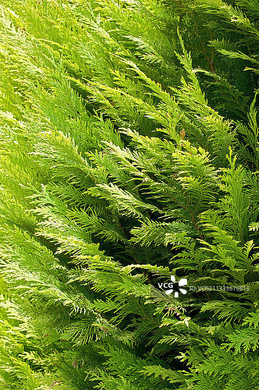 花园中的奥勒冈花柏树叶图片素材