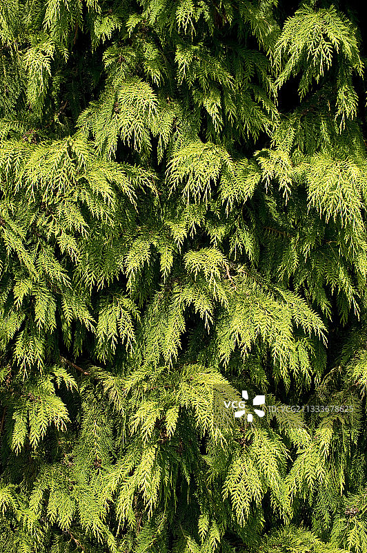 香柏“星尘”园林叶片图片素材