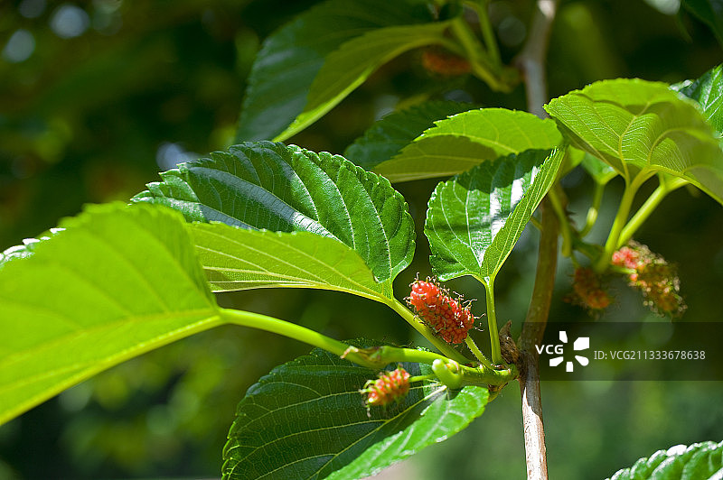 花园里的桑树果实图片素材