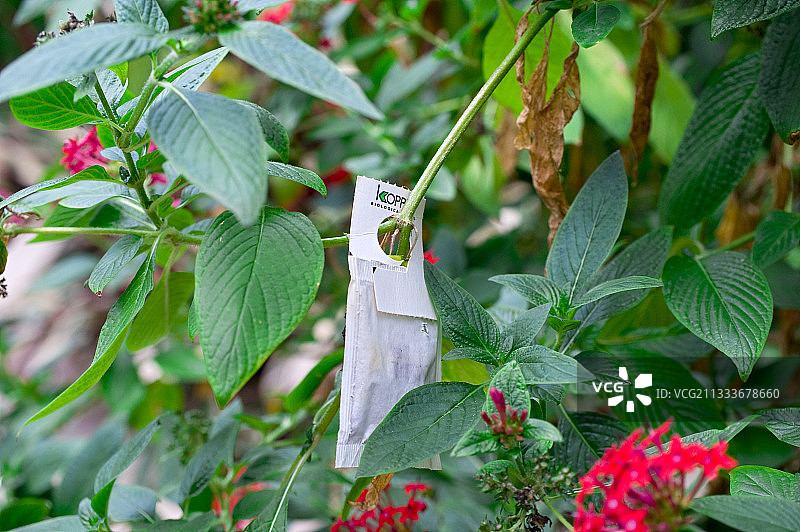 花园中生物防治害虫图片素材