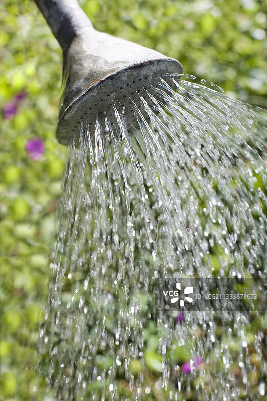 用金属喷壶在花园里浇水图片素材