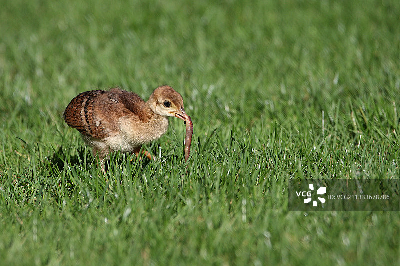 印度孔雀幼鸟捕食蚯蚓图片素材