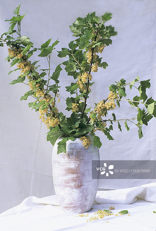 花瓶中的白色醋栗枝条花束（法国）图片素材