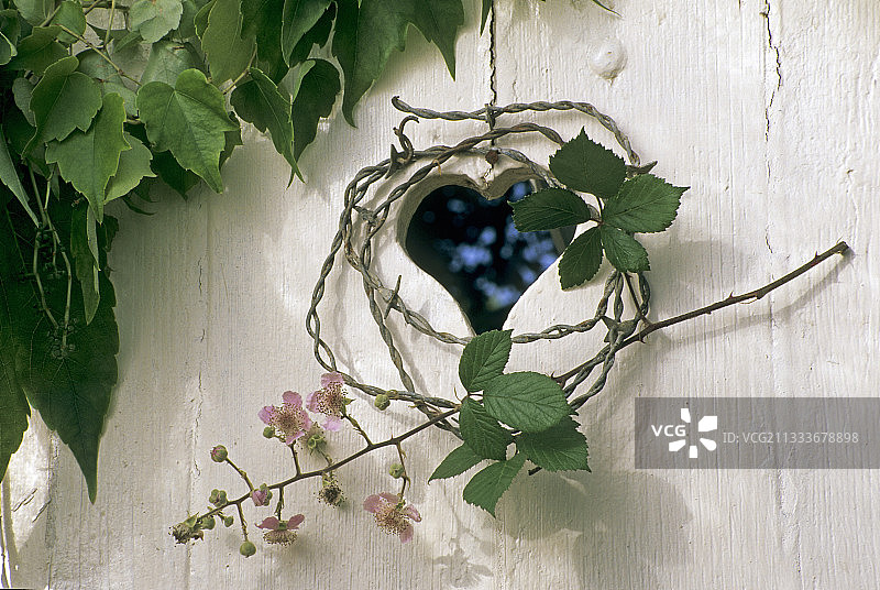 悬挂在白色百叶窗上的带刺铁丝网和黑莓枝图片素材