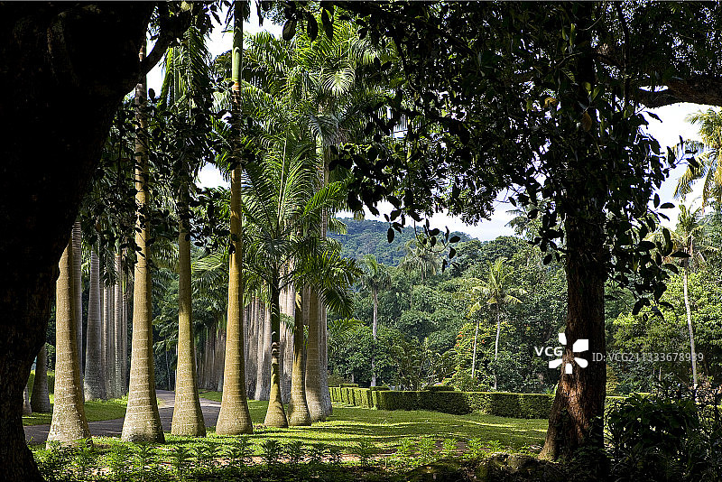 康提佩拉德尼亚植物园的棕榈树小路图片素材