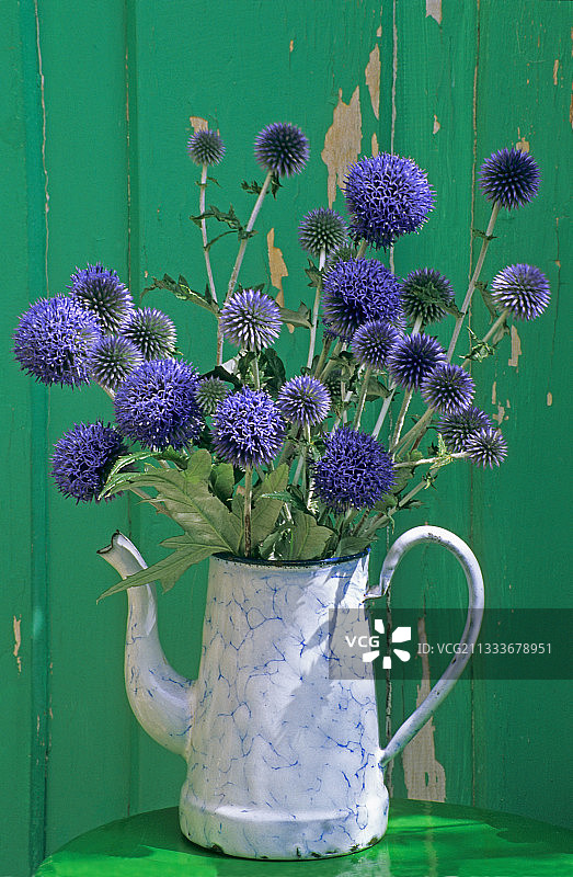 旧茶壶里的蓝刺头花束图片素材