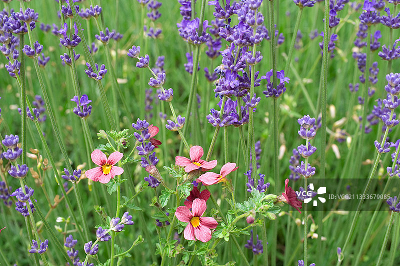 花园中盛开的帝斯菊和薰衣草图片素材