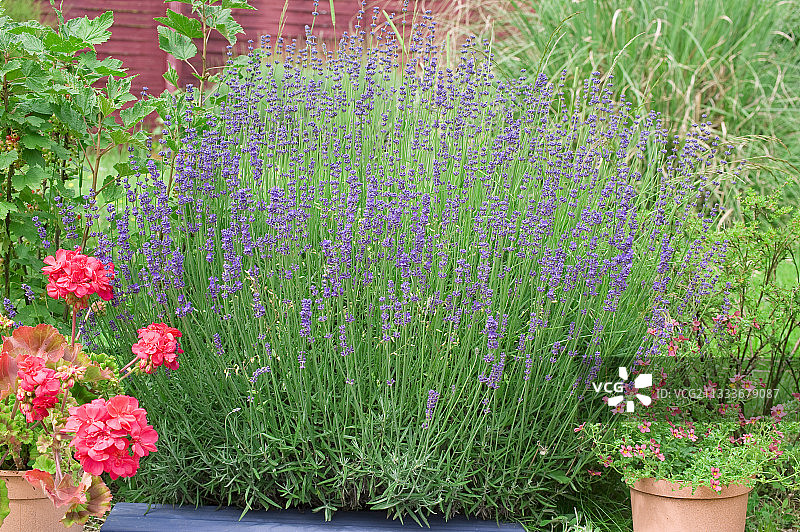 花园中盛开的帝斯菊和薰衣草图片素材