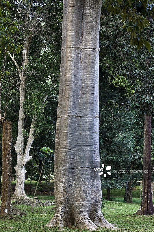 康提佩拉德尼亚植物园的马孔多树干图片素材