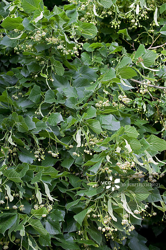 花园中结果和开花的大叶椴树图片素材