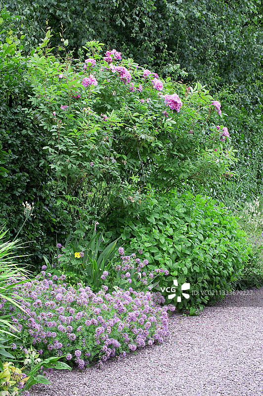 瓦莱里亚内斯花园的鲜花花园边界图片素材