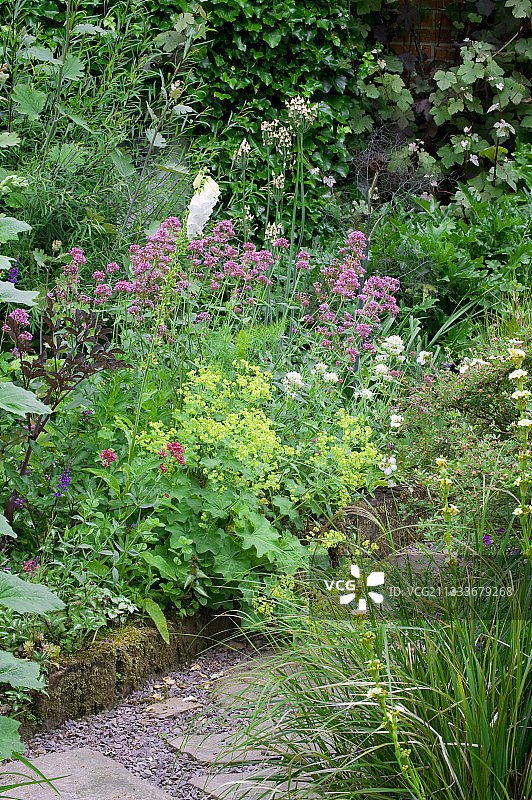 缬草花园里的红色缬草图片素材
