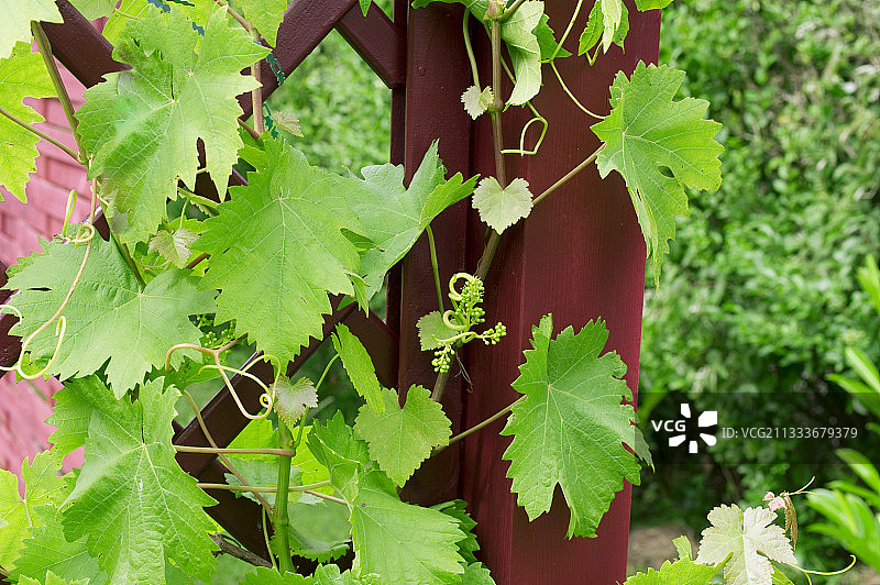 花园凉棚上攀爬的葡萄图片素材