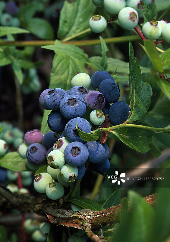 蓝莓图片素材
