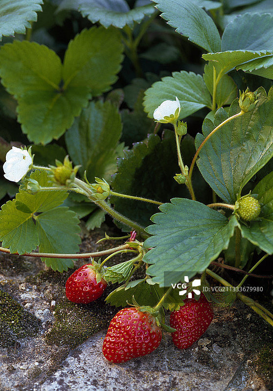 草莓的Cirafine图片素材