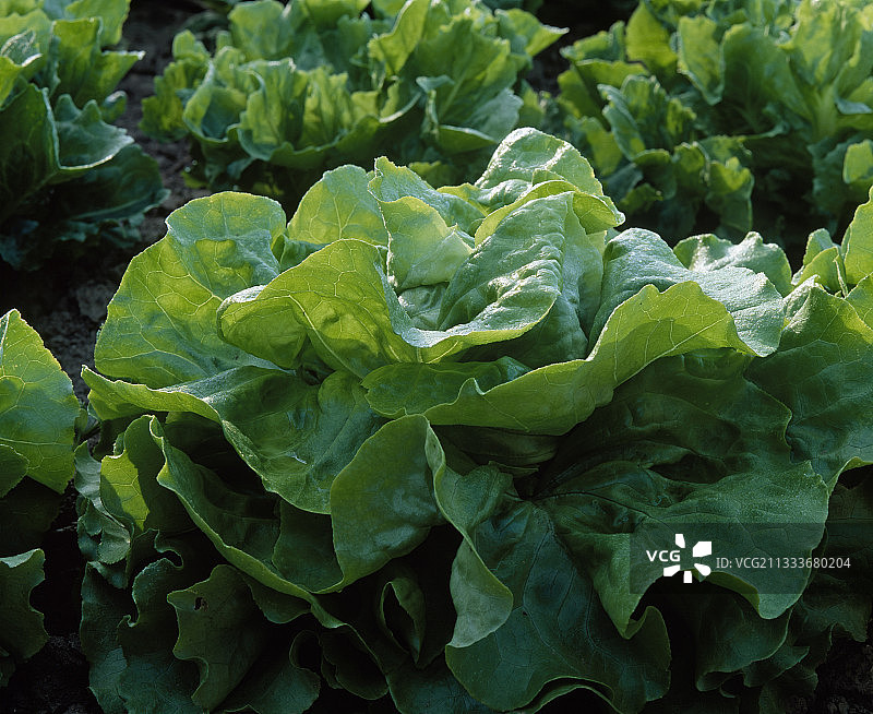 厨房菜园里的莴苣图片素材