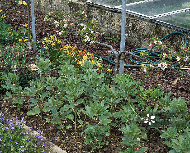厨房花园里的蚕豆图片素材