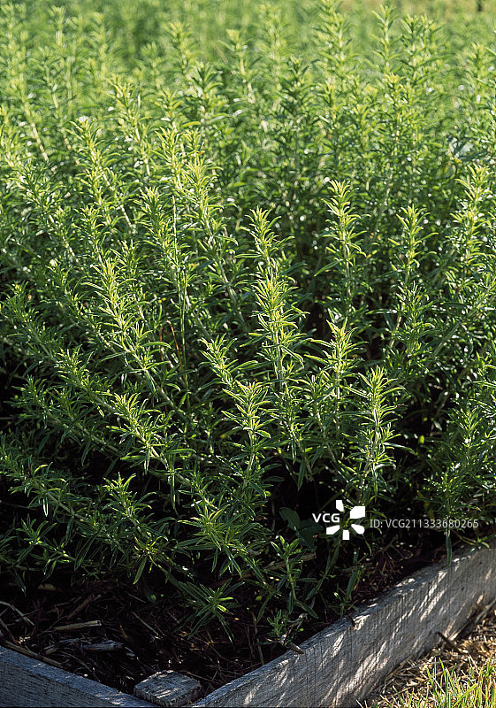 迷迭香图片素材