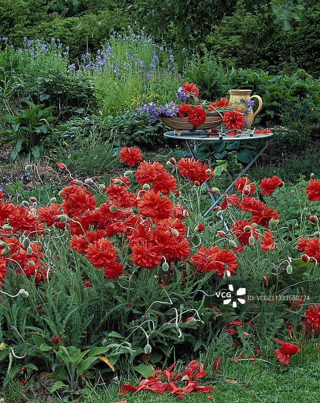 虞美人与雅各布图片素材